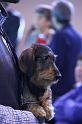 Crufts_dachshunds 760